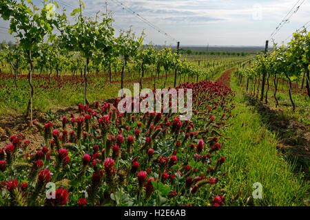 Vigneto, crimson o italiano di trifoglio rosso (Trifolium incarnatum) tra vigneti, il lago di Neusiedl, ruggine, Burgenland, Austria Foto Stock