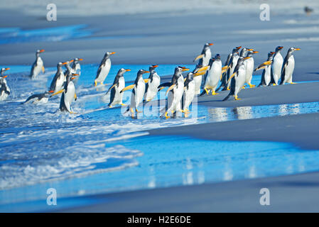 I pinguini di Gentoo (Pygoscelis papua papua) uscire dall'acqua, Sea Lion Island, Isole Falkland, Sud Atlantico Foto Stock