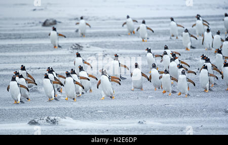 I pinguini di Gentoo (Pygoscelis papua papua), Colonia marciando in linea, Sea Lion Island, Isole Falkland, sud atlantik Foto Stock