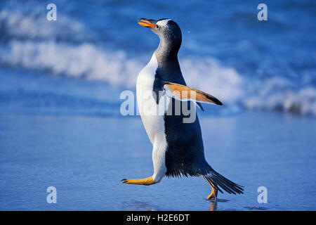 Pinguino gentoo (Pygoscelis papua papua) a piedi la spiaggia, Sea Lion Island, Isole Falkland, Sud Atlantico Foto Stock