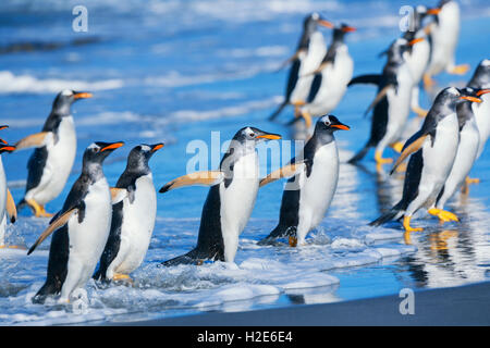 I pinguini di Gentoo (Pygoscelis papua papua) uscire dall'acqua, Isole Falkland, Sud Atlantico Foto Stock