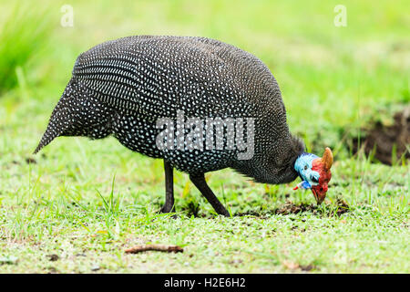 Helmeted faraone (Numida meleagris), Sud Africa Foto Stock