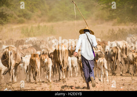 Bovini drover, contadino con allevamento di mucche, Bagan, Mandalay Division, Myanmar Foto Stock