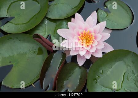 Rosa ninfea bianca (Nymphaea sp.), Hesse, Germania Foto Stock