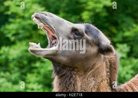 Wild Bactrian camel (Camelus ferus) con bocca aperta, captive Foto Stock