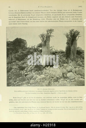 Questa ricerca fornisce una panoramica della flora dell'Arabia meridionale e delle isole di Socotra, Samha e Abd al-Kuri, concentrandosi su specie vegetali, ecosistemi e biodiversità regionale. Foto Stock