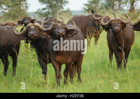 Buffalo (Syncerus caffer) in piedi in un campo Foto Stock