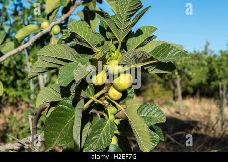 Mazzetto di fichi sul fico Foto Stock