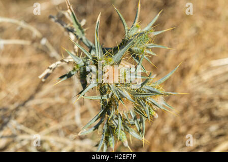 Lanosi conocchia thistle, Carthamus lanatus, in un campo di stoppie. Foto scattata in Ciudad Real Provincia, Spagna Foto Stock