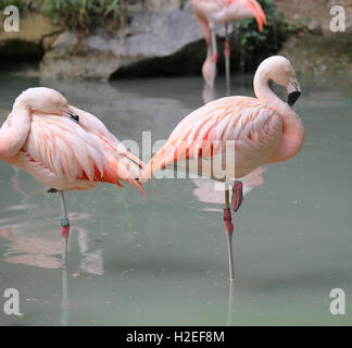 Grandi fenicotteri rosa in appoggio su una gamba sulla banca di stagno Foto Stock