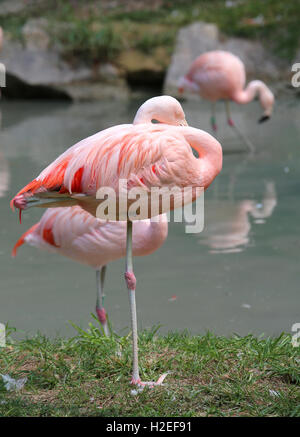 Grande fenicottero rosa in appoggio su una gamba sulla banca di stagno Foto Stock