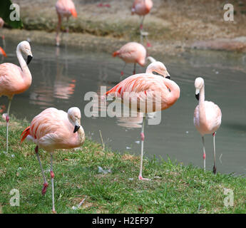 Molti i fenicotteri rosa sono in appoggio sulla banca di stagno Foto Stock