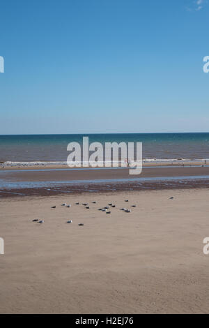 Matura nel Mare del Nord a Bridlington East Riding of Yorkshire Foto Stock