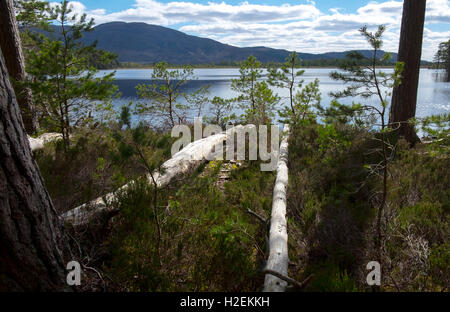 Loch Mallachie, Abernethy Riserva Naturale, Cairngorm National Park, Highlands, Scotland, Regno Unito Foto Stock