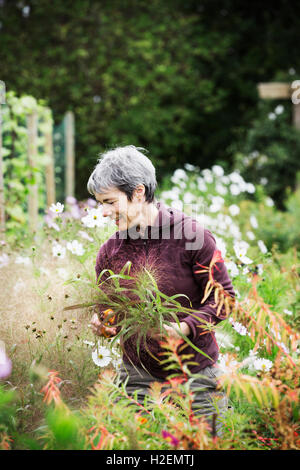 Una donna matura in un letto di fioritura, fiori di taglio per il regime. Un fiore organico vivaio. Foto Stock