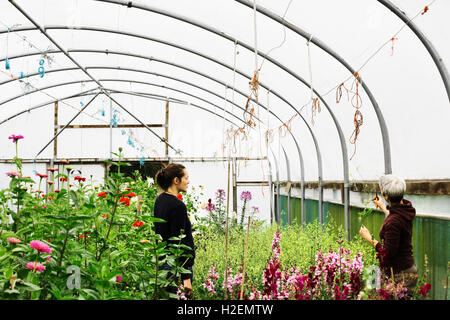 Due persone che lavorano in un polytunnel pieno di piante da fiore in fiore commerciale vivaio. Foto Stock