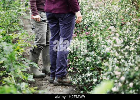 Due persone in piedi nella fioritura di letti di taglio in corrispondenza di un organico vivaio Fiori. Foto Stock