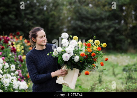 Una donna che lavora in un organico vivaio fiori, fiori di taglio per composizioni floreali e ordini commerciali. Foto Stock