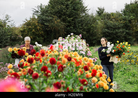 Due persone che lavorano in un organico vivaio fiori, fiori di taglio per composizioni floreali e ordini commerciali. Foto Stock