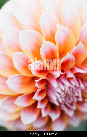 Close up di un Fiore Dahlia. Foto Stock