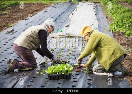 Due persone in ginocchio la piantagione fuori il tappo piccolo impianto piantine nel suolo, Foto Stock