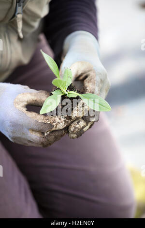 Una persona in ginocchio e tenendo il tappo piccolo le piante per la semina. Foto Stock