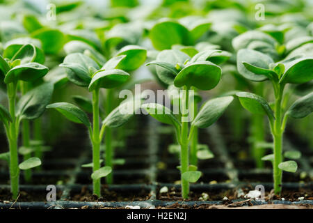 La pianticella di giovani piante che crescono in compost cellulare vassoi. Foto Stock