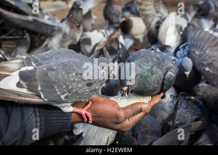 Glasgow, Scotland, Regno Unito. 27 Settembre, 2016. YAGOUB ABDULLAH, 25 anni, studente e (legale) profughi dal Sudan, la maggior parte delle volte il pranzo, può essere visto in George Square, Glasgow, alimentazione della città piccioni con grani di riso egli acquista dal suo archivio locale. Egli sostiene che i piccioni riconoscono ora lui quando ha cicli in piazza, gregge intorno a lui e sono diventati così tame che essi appollaiarsi su di lui mentre si alimenta. Credito: Findlay/Alamy Live News Foto Stock