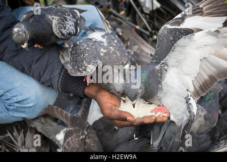 Glasgow, Scotland, Regno Unito. 27 Settembre, 2016. YAGOUB ABDULLAH, 25 anni, studente e (legale) profughi dal Sudan, la maggior parte delle volte il pranzo, può essere visto in George Square, Glasgow, alimentazione della città piccioni con grani di riso egli acquista dal suo archivio locale. Egli sostiene che i piccioni riconoscono ora lui quando ha cicli in piazza, gregge intorno a lui e sono diventati così tame che essi appollaiarsi su di lui mentre si alimenta. Credito: Findlay/Alamy Live News Foto Stock