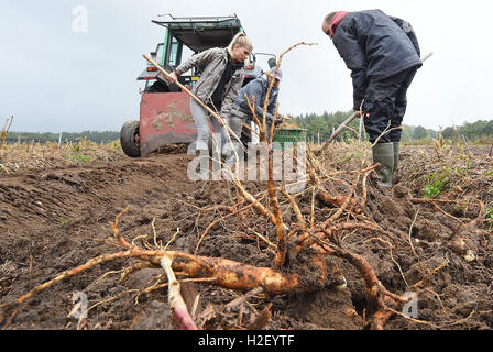 Walsrode-Bockhorn, Germania. Xx oct, 2016. Dennis, Henrike e Tessa (R-L) il raccolto di radice di ginseng nel giardino di ginseng al Flora Farm in Walsrode-Bockhorn, Germania, 20 ottobre 2016. La cosiddetta persona root si dice di avere un rafforzamento ed effetto stimolante. Foto: HOLGER HOLLEMANN/dpa/Alamy Live News Foto Stock