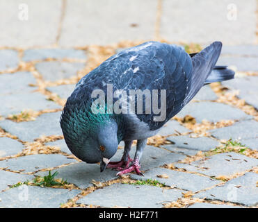 Piccione in cerca di cibo sul pavimento Foto Stock