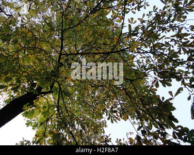 Un bellissimo albero con foglie verdi fotografato dal basso/ sotto Foto Stock