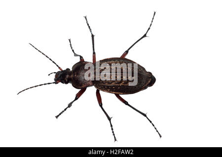 Massa (coleottero Carabus granulatus) isolato su sfondo bianco Foto Stock