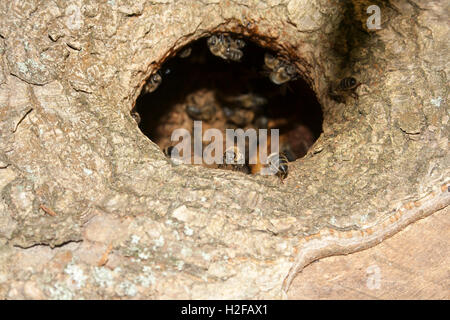 Api selvatiche nel cavo di un vecchio albero Foto Stock