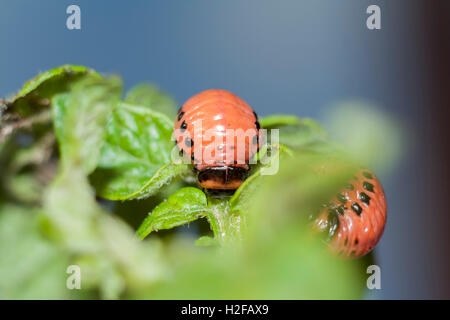 Verme Colorado beetle su foglie di patate Foto Stock