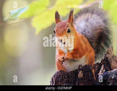 animal, autumn, beauty, brown, bushy, chipmunk, close, creature, curious, cute, eat, eye, fluffy, forest, fox, Foto Stock