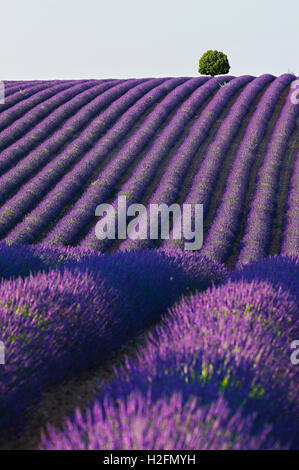 La struttura ad albero sulla sommità della collina in campo di lavanda Foto Stock