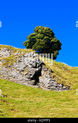 Lone Tree, Winnats Pass, High Peak, Peak District National Paek, Derbyshire, England, Regno Unito Foto Stock