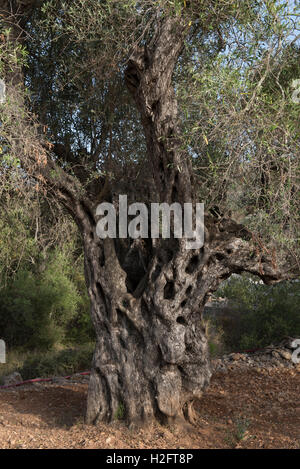 Vecchio olivo con trunk strutturato, (Olea europaea), Llibier, provincia di Alicante, Spagna Foto Stock