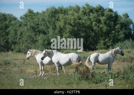 Tre cavalli Camargue, indigene della Camargue nel sud della Francia Foto Stock