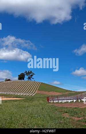 Nuovo impianto di vigna sotto puffy cumulus nubi nel Paso Robles Wine Country in California centrale USA Foto Stock