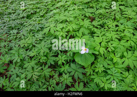 Stati Uniti d'America, Oregon, Tryon Creek Stato Area Naturale, Western Trillium (Trillium ovatum) in fiore sul suolo della foresta circondato da waterleaf Foto Stock