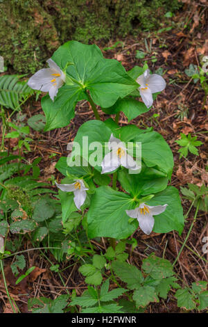 Stati Uniti d'America, Oregon, Tryon Creek Stato Area Naturale, Western Trillium (Trillium ovatum) in fiore sul suolo della foresta. Foto Stock