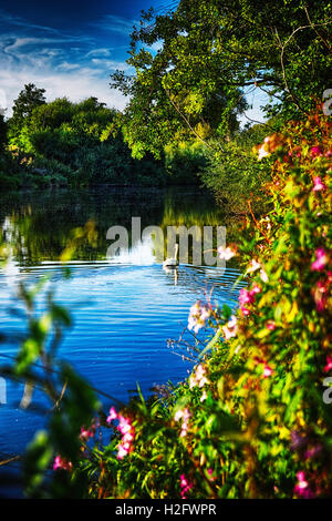 Un cigno poggia sul fiume Wye placidamente che fluisce nella tarda serata a Breinton vicino a Hereford. Foto Stock