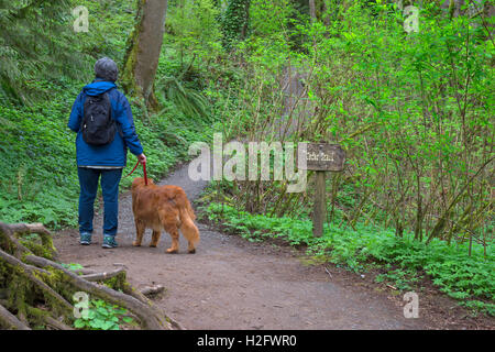 Stati Uniti d'America, Oregon, Tryon Creek Stato Area Naturale, Femmina escursionista e golden retriever escursionismo sul percorso attraverso la lussureggiante flora a molla. Foto Stock