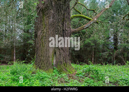 Stati Uniti d'America, Oregon, Willamette Missione del parco statale, Oregon quercia bianca (Quercus garryana) e la molla di sottobosco verde della vegetazione. Foto Stock