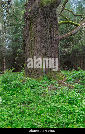 Stati Uniti d'America, Oregon, Willamette Missione del parco statale, Oregon quercia bianca (Quercus garryana) e la molla di sottobosco verde della vegetazione. Foto Stock