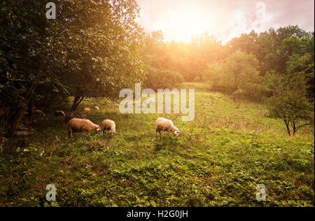 Gruppo di pecore di erba di pascolo su terreni adibiti a pascolo su un prato. Foto Stock