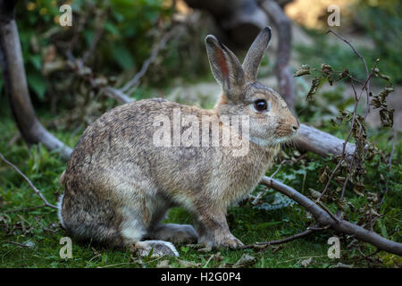 Primo piano di una lepre sull'erba vicino alla foresta Foto Stock