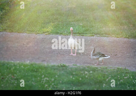 Due oche graylag camminando sul sentiero nel parco, Svezia. Foto Stock